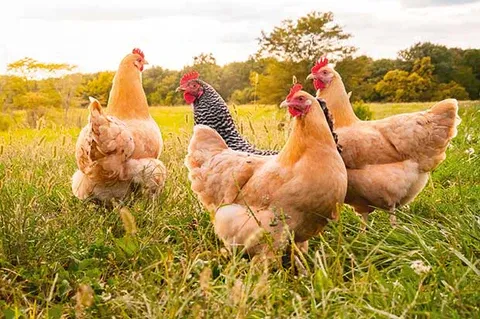 Young Hens - Started Pullets 18wks Old - Available NOW!