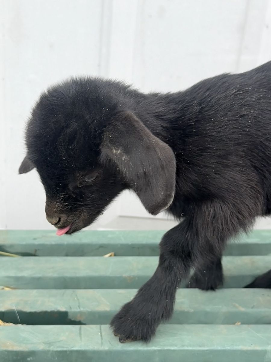 Bottle baby Nigerian and Nubian dwarf goats!!