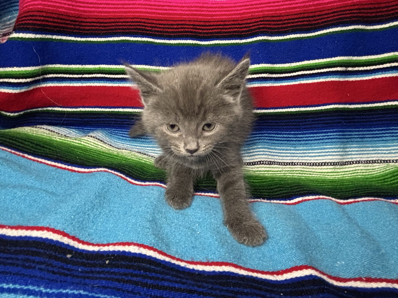 5-Week-Old Male Grey kittens