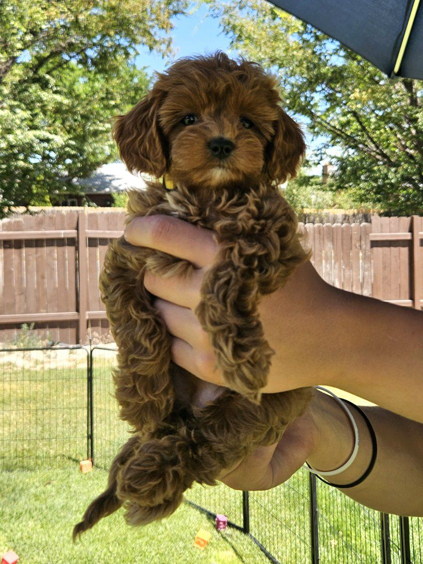 Female Golden Cavapoo- ready now