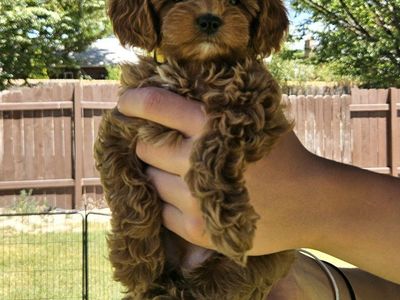 Female Golden Cavapoo- ready now