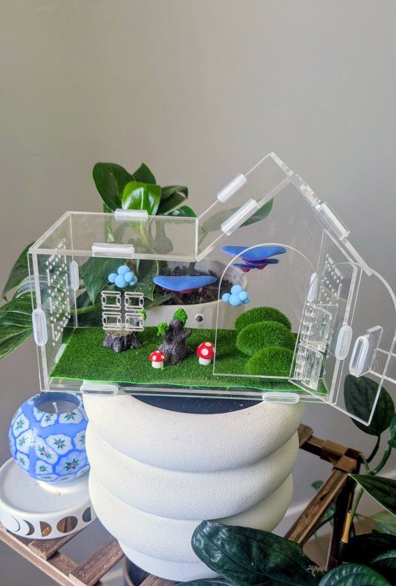 Jumping spider enclosure, jumping spider terrarium. Acrylic house and accessories. No spider