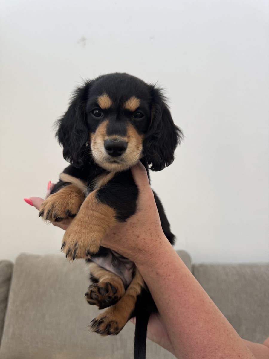 AKC Long Haired Mini Dachshund