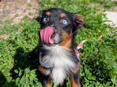 Happy, Playful Mini Aussie/Australian Shepherd Boy, ASDR, 6 months old