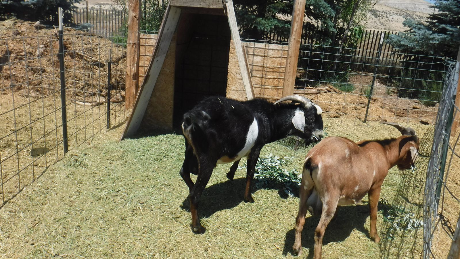 One year old Nubian buck $225 OBO