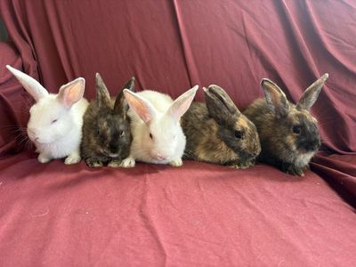 Baby Rabbits