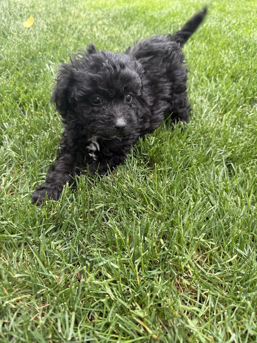 Poodle puppies