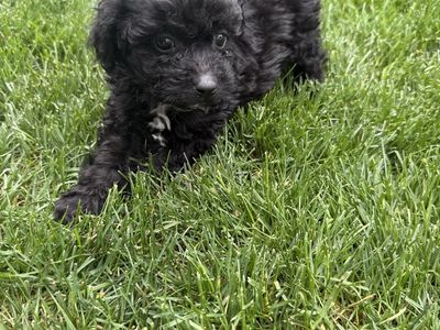 Poodle puppies