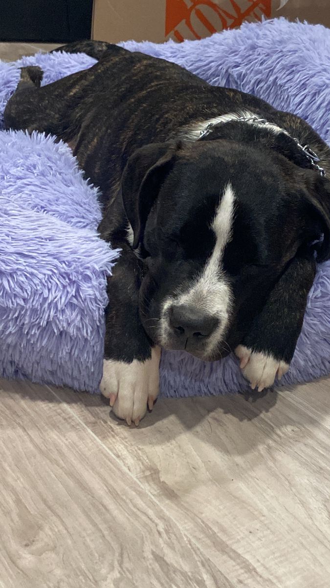 St. Bernard/ Pitt Mix