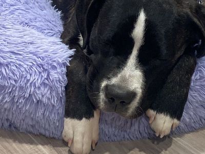 St. Bernard/ Pitt Mix