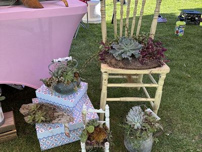 Succulent Arrangements Springville Farmers Market