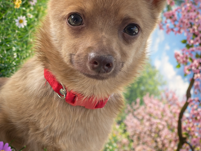 Tyra - Chihuahua/Terrier Mix - Available for adoption