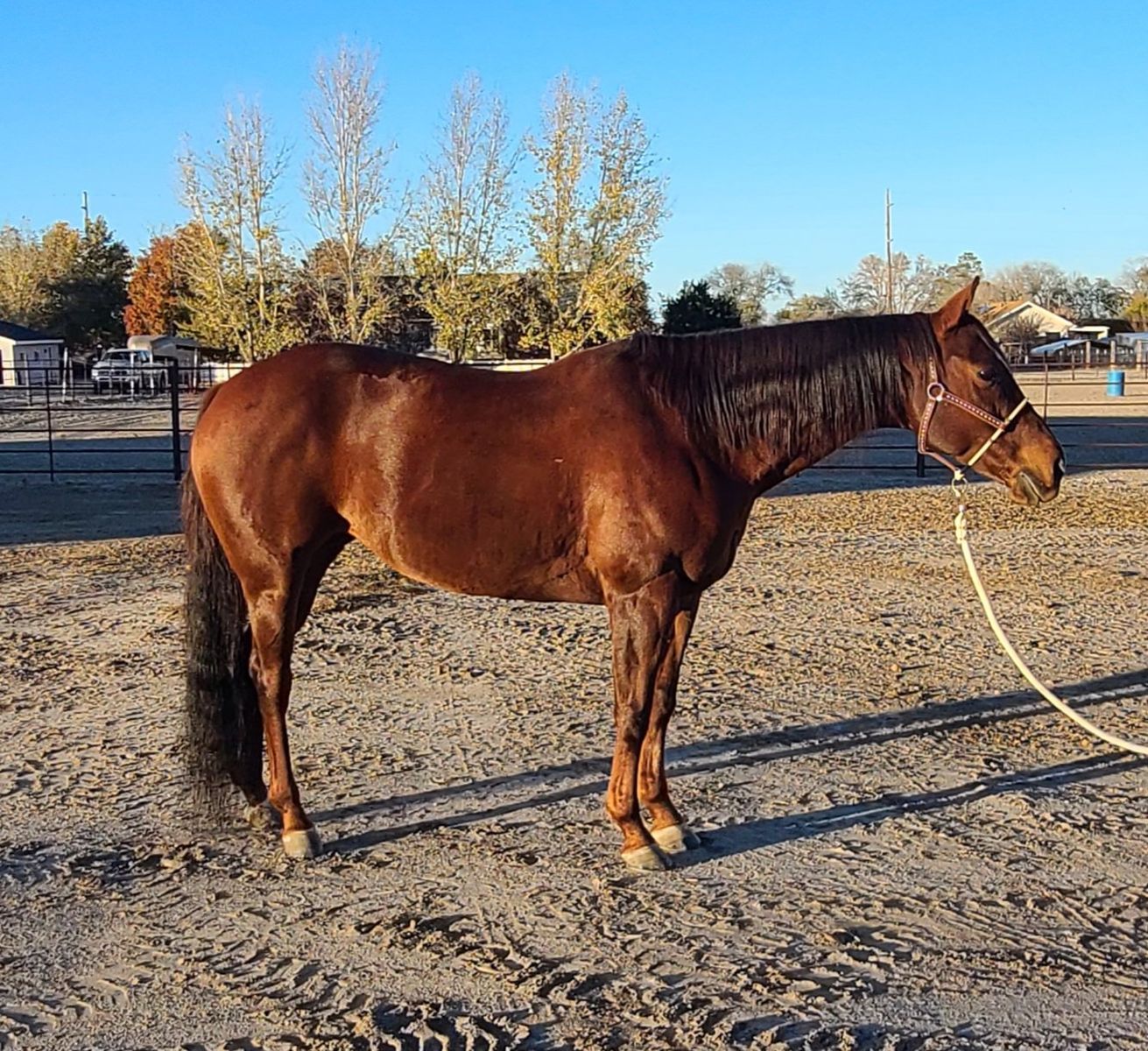 finished head horse "all-around "