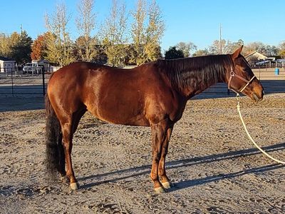 finished head horse "all-around "