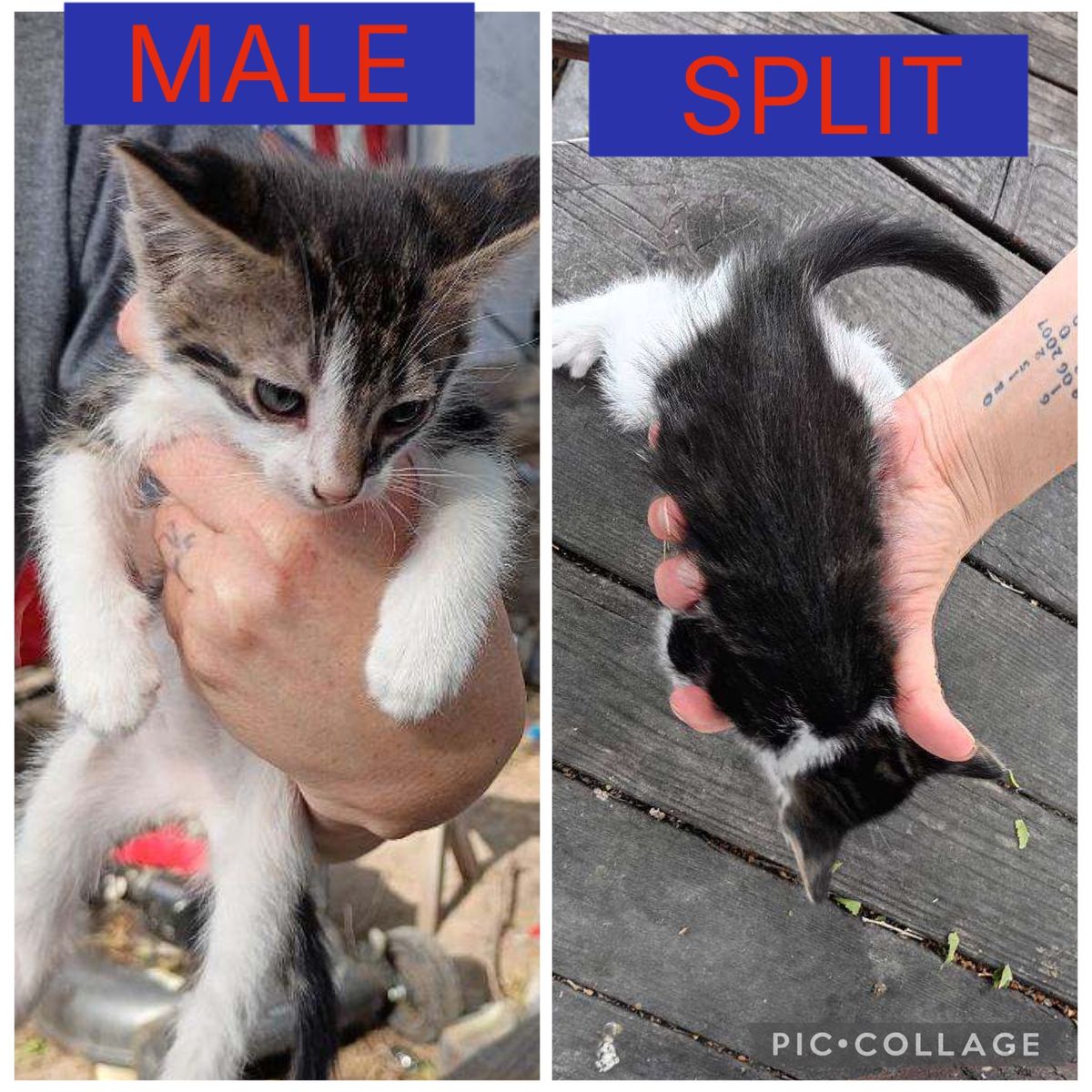Adorable Male Kittens for Rehoming - Tabby and Black & White