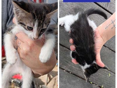 Adorable Male Kittens for Rehoming - Tabby and Black & White