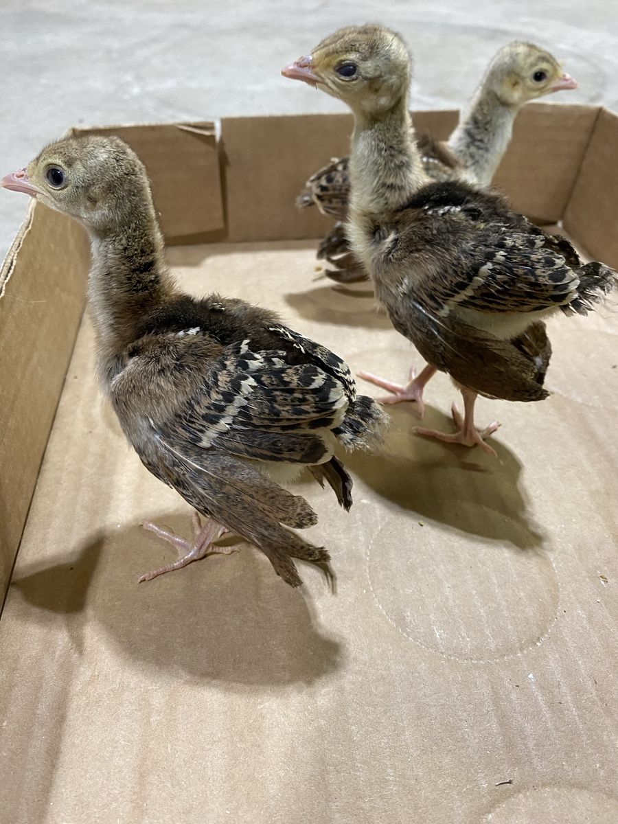 Indian Blue Peachick