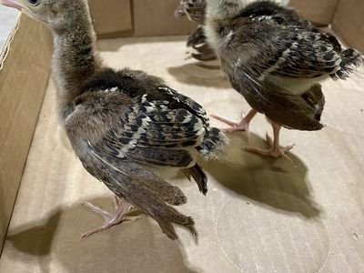 Indian Blue Peachick