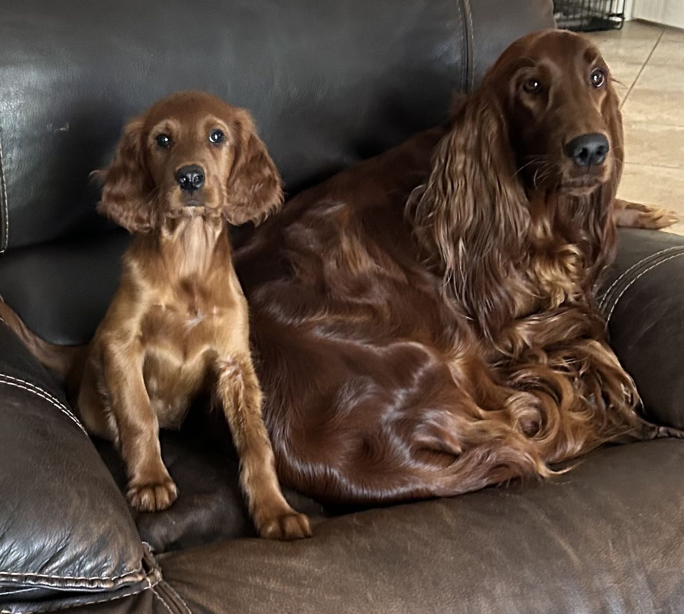 AKC Irish Setter Puppies! - Price Reduced!