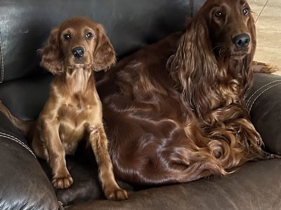 AKC Irish Setter Puppies! - Price Reduced!