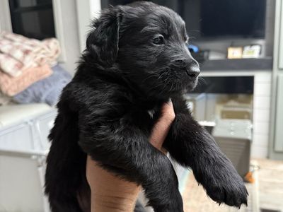 Golden Retriever × Shiloh Shepherd Puppies