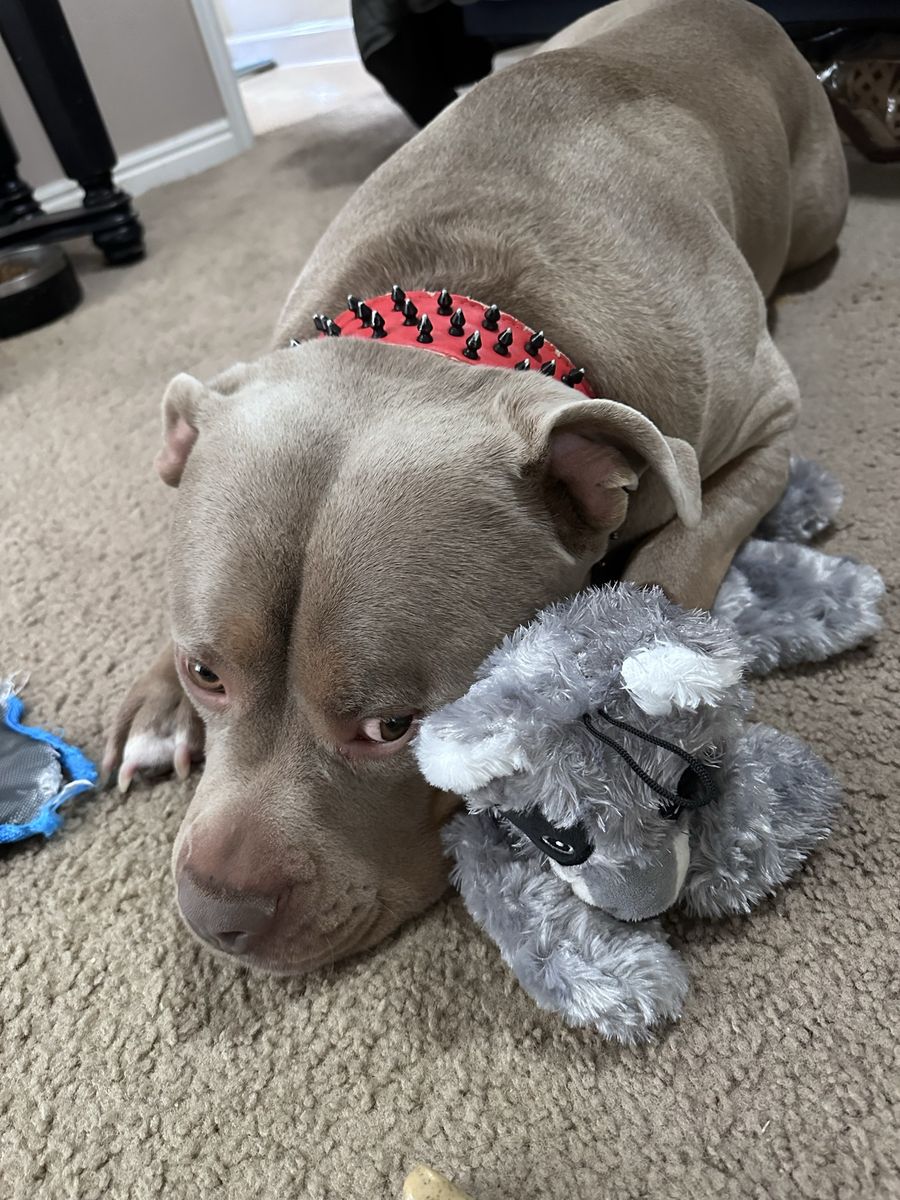 Ghost Tri Colored American Bully Rehoming.