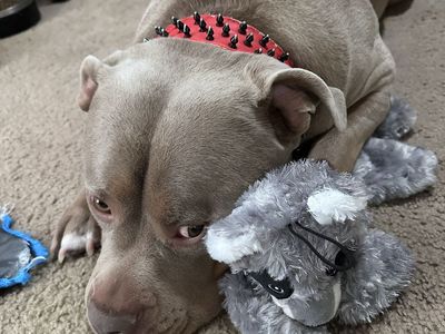 Ghost Tri Colored American Bully Rehoming.