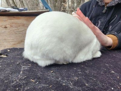 Adorable White Rabbit - Perfect for Your Home or to show