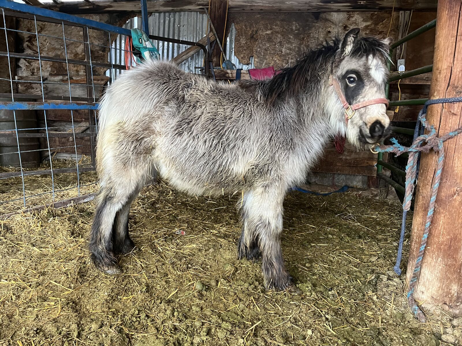 2025 Mini Gypsy colt 62%