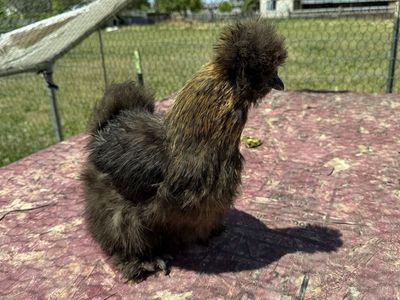 Silkie satin frizzle showgirl hens