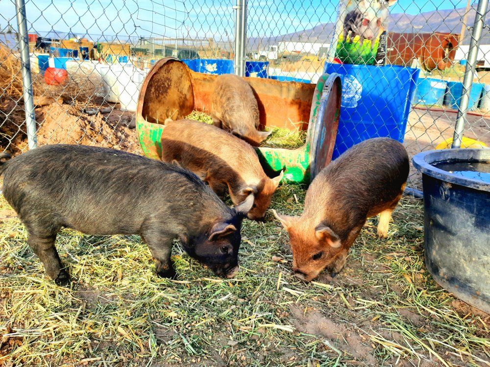 Mangalitsa X Kune Kune cross piglets