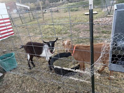 Young Doe and Doeling