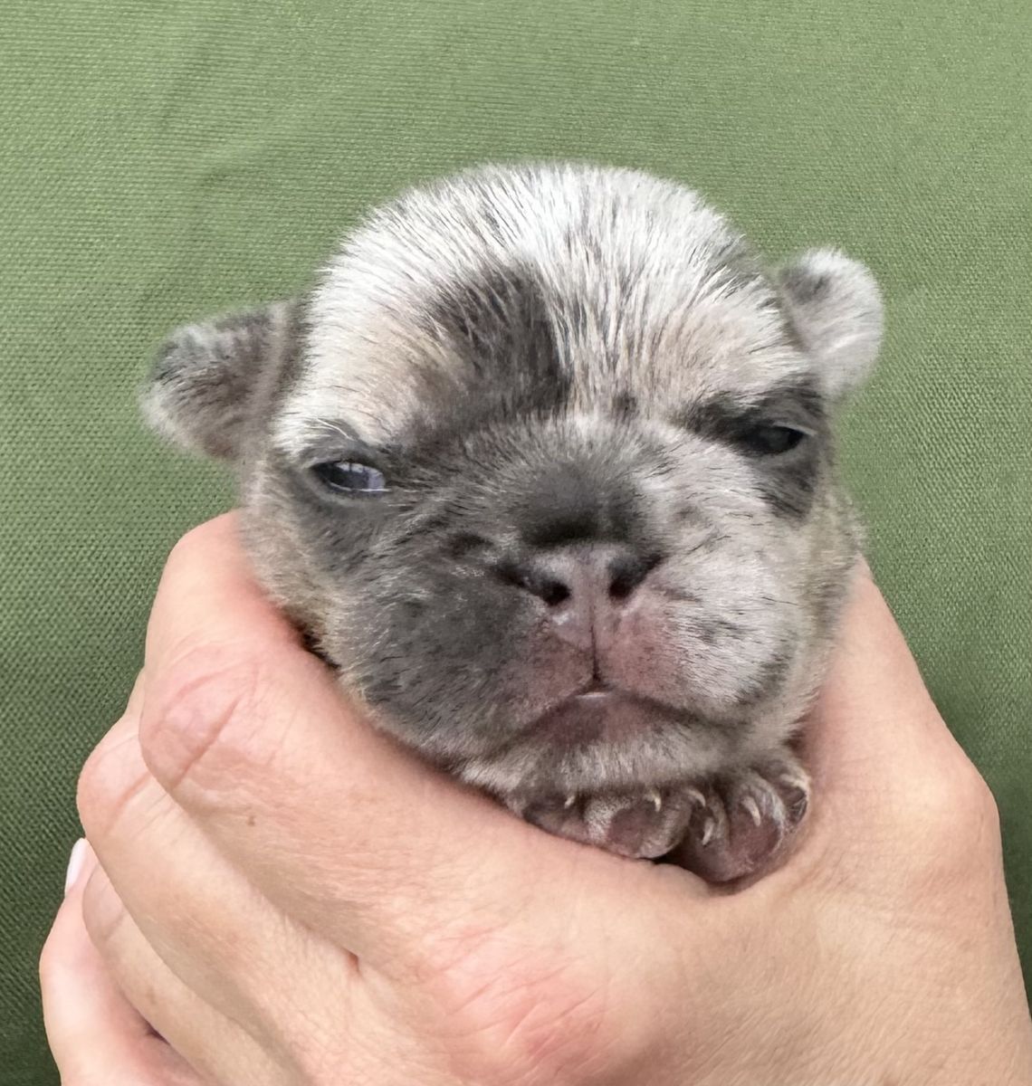 French bulldog puppies
