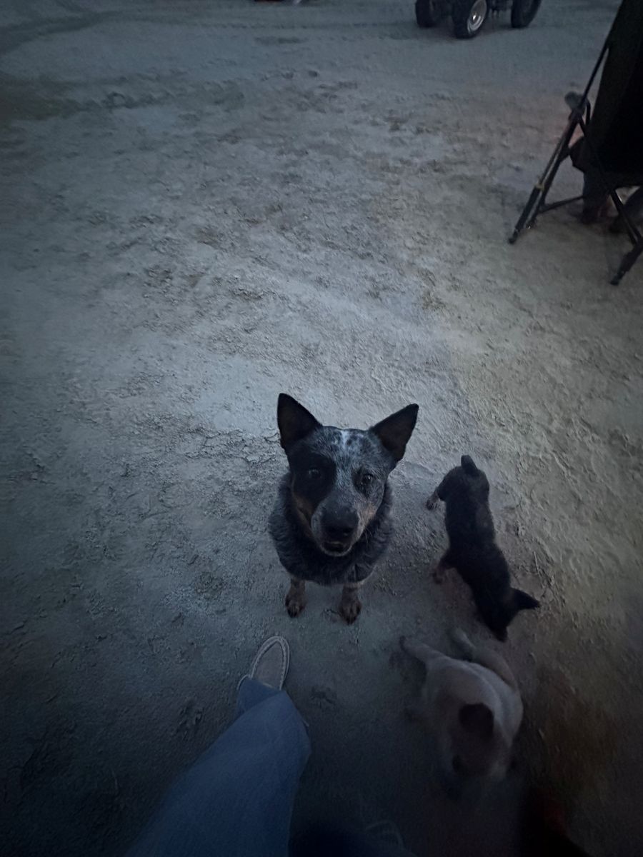 2 year old Blue Heeler Male