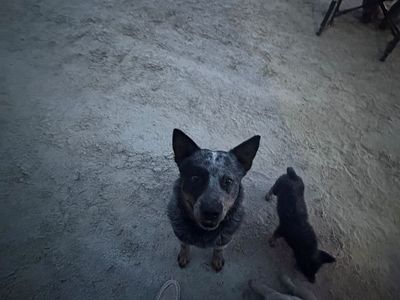 2 year old Blue Heeler Male