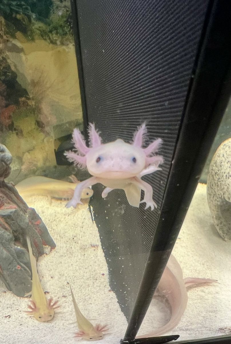 AXOLOTLS FOR SALE