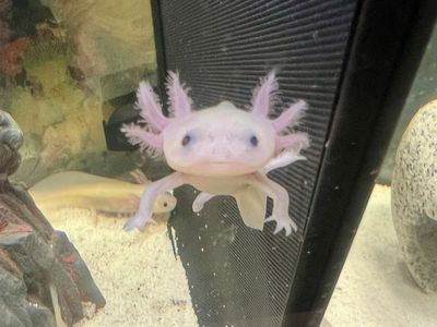 AXOLOTLS FOR SALE