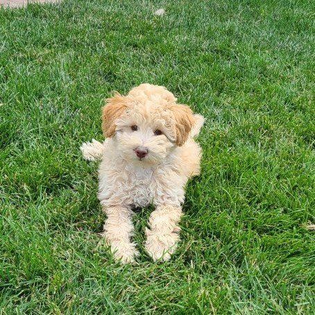 Toy F1b Cavapoo ~Boy~