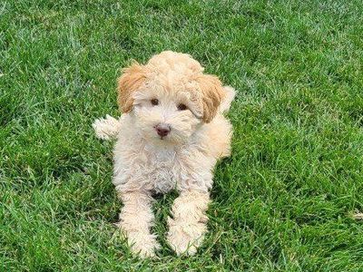 Toy F1b Cavapoo ~Boy~