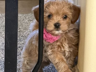Tiny, Rare & Absolutely Adorable Maltipoo Puppies *Only 1 Girl Remaining
