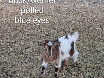 Fainting Goat. kids