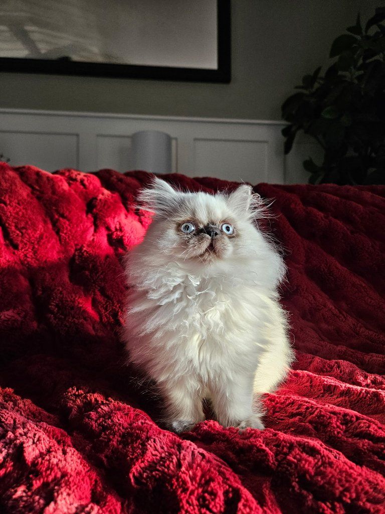 Male Persian kitten for sale