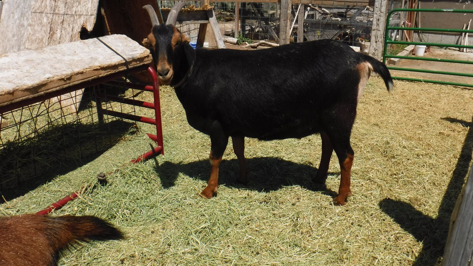 3 year old Nubian / Alpine-Lamancha mix wether goat $325