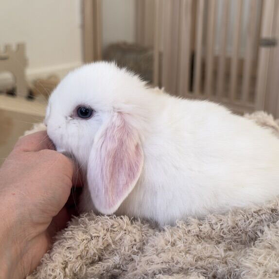 Blue Eyed, Holland lop bunny