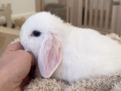 Blue Eyed, Holland lop bunny