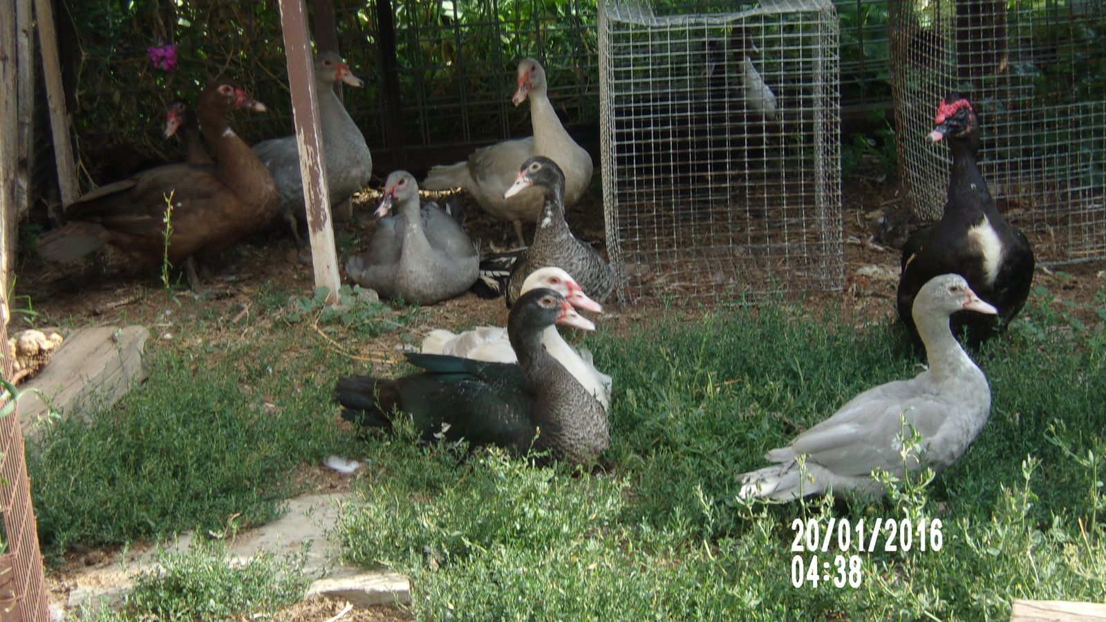 Muscovy Ducks