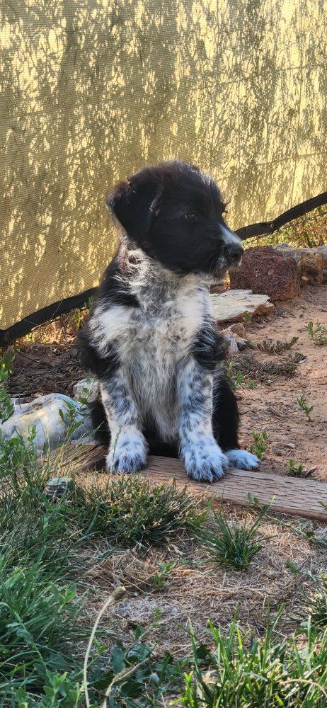 Last Puppy Of Litter