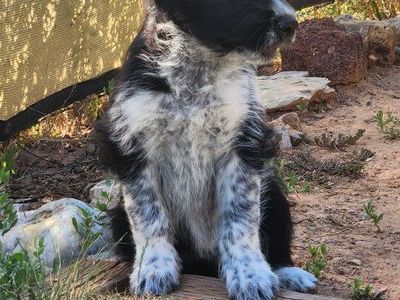 Last Puppy Of Litter