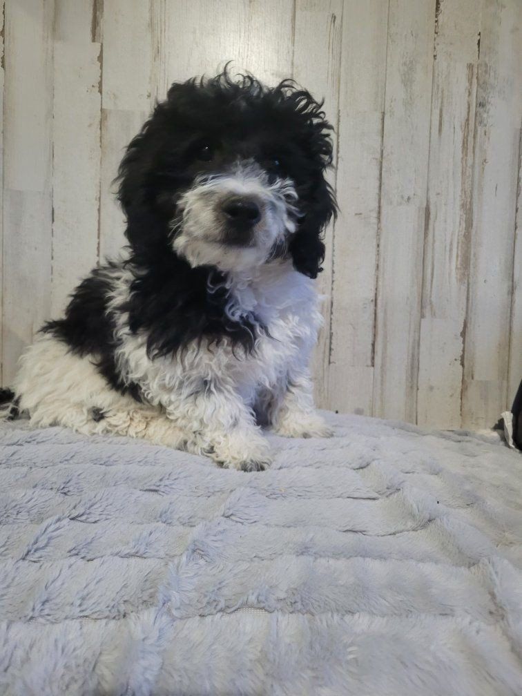 Buddy the Mini Goldendoodle