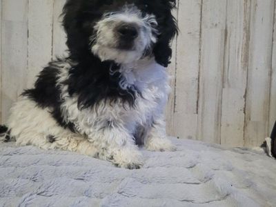 Buddy the Mini Goldendoodle